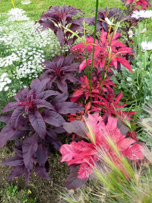 Amaranthus tricolor 'Early Splendor'